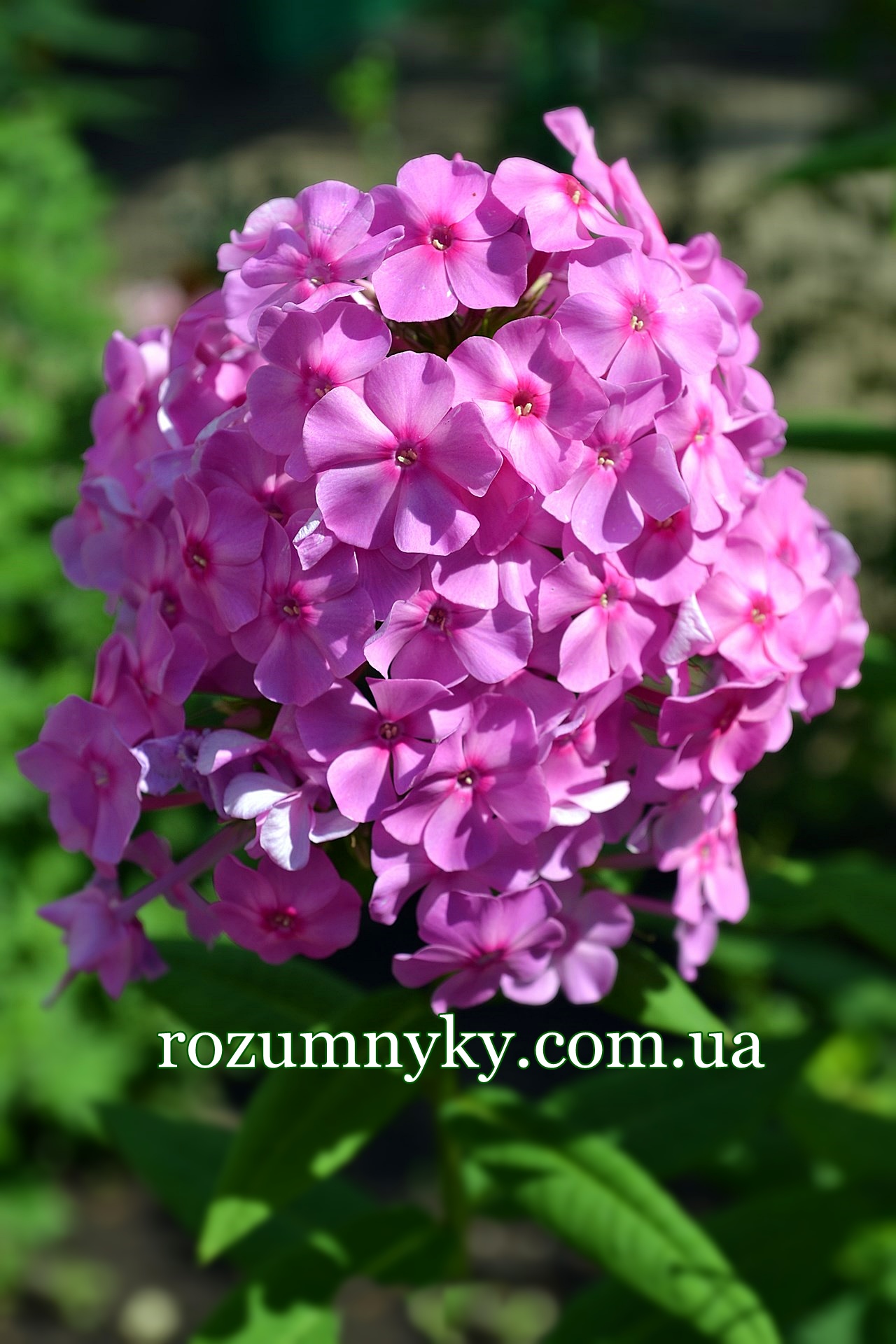 Флокс, картинка; буква Ф; квіти